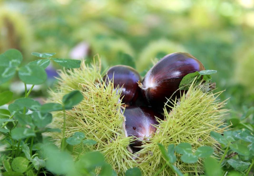İlk ürün o kentte toplanıyor: Arapların yeni gözdesi! Yurt dışına ihraç ediliyor 6
